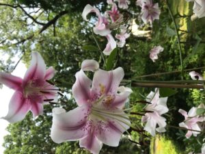 lilies